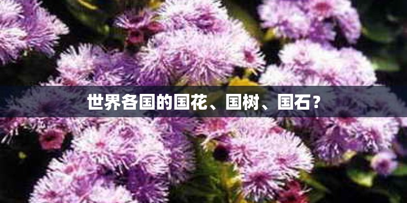 世界各国的国花、国树、国石？