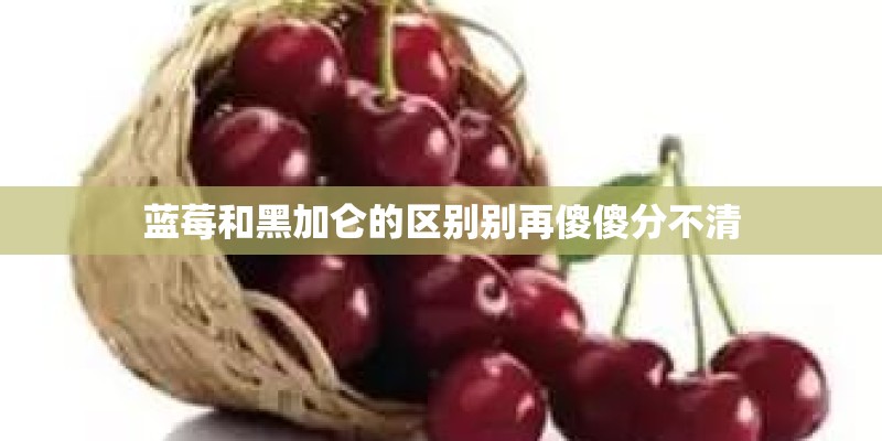 蓝莓和黑加仑的区别别再傻傻分不清