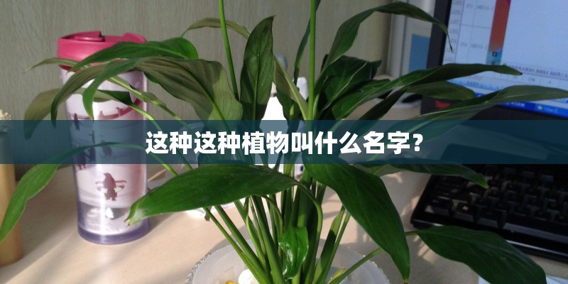 这种这种植物叫什么名字？