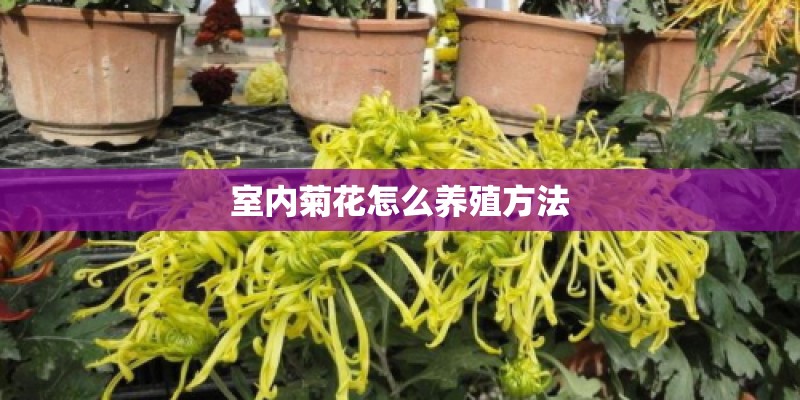 室内菊花怎么养殖方法