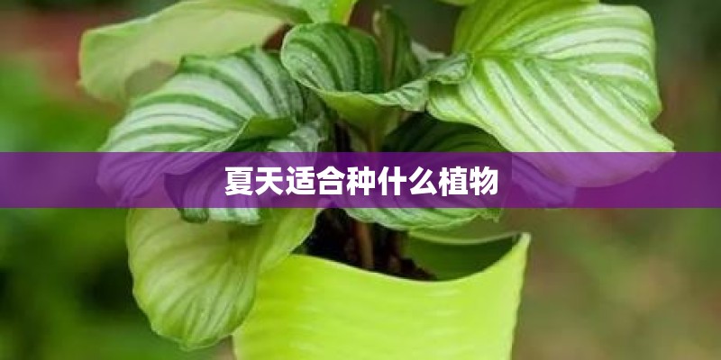 夏天适合种什么植物