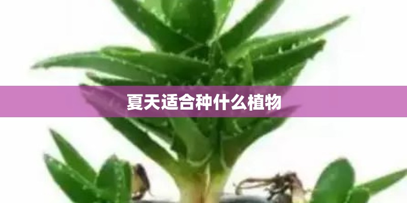 夏天适合种什么植物