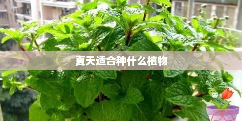 夏天适合种什么植物