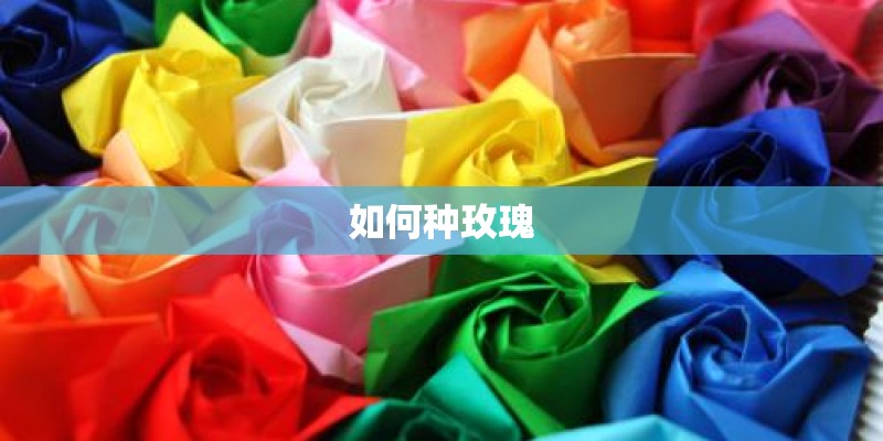 如何种玫瑰