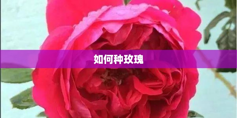 如何种玫瑰