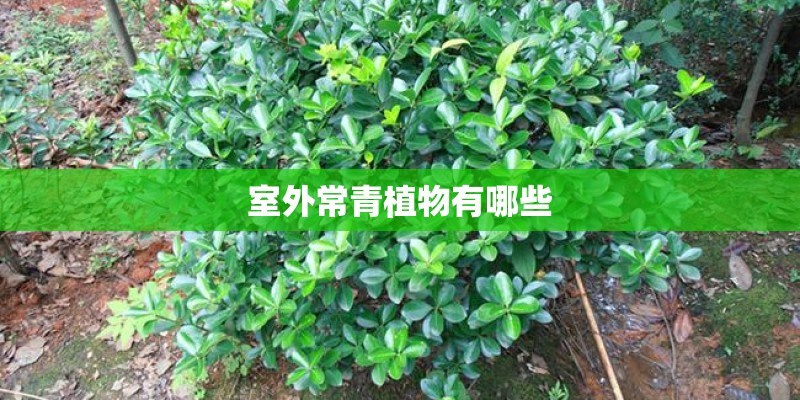 室外常青植物有哪些