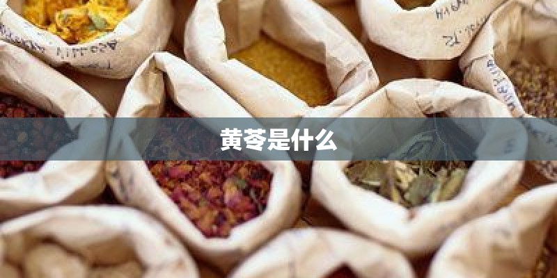 黄苓是什么