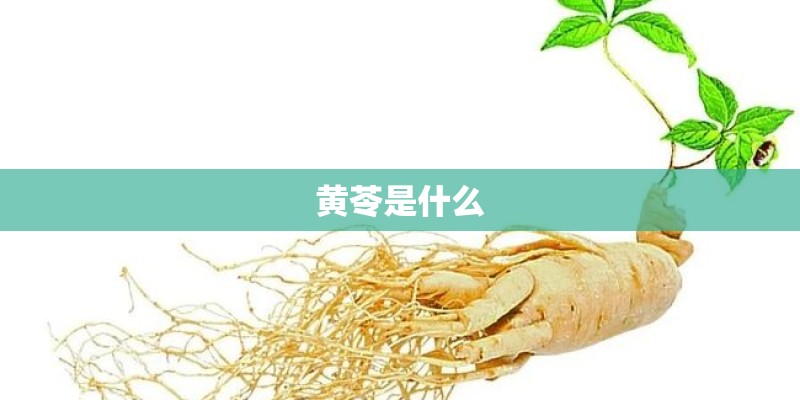 黄苓是什么