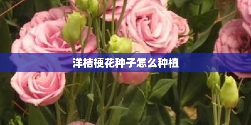 洋桔梗花种子怎么种植