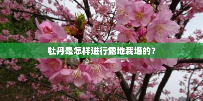 牡丹是怎样进行露地栽培的？