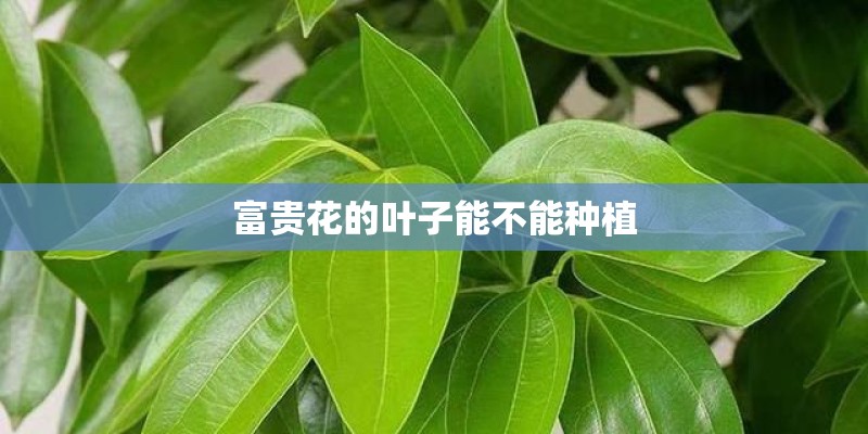 富贵花的叶子能不能种植
