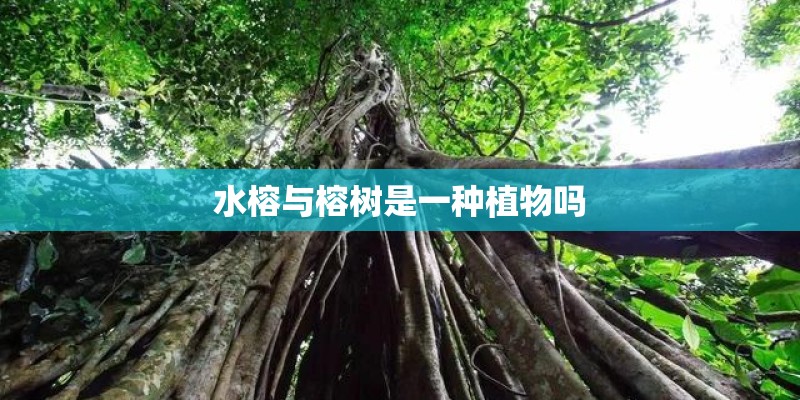 水榕与榕树是一种植物吗