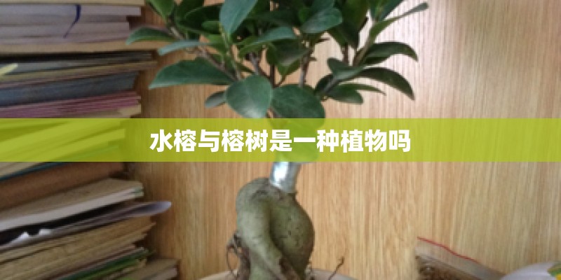 水榕与榕树是一种植物吗
