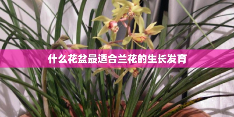 什么花盆最适合兰花的生长发育