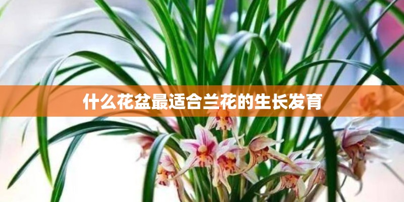 什么花盆最适合兰花的生长发育