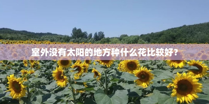 室外没有太阳的地方种什么花比较好？