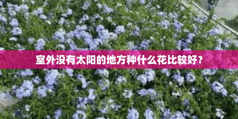 室外没有太阳的地方种什么花比较好？