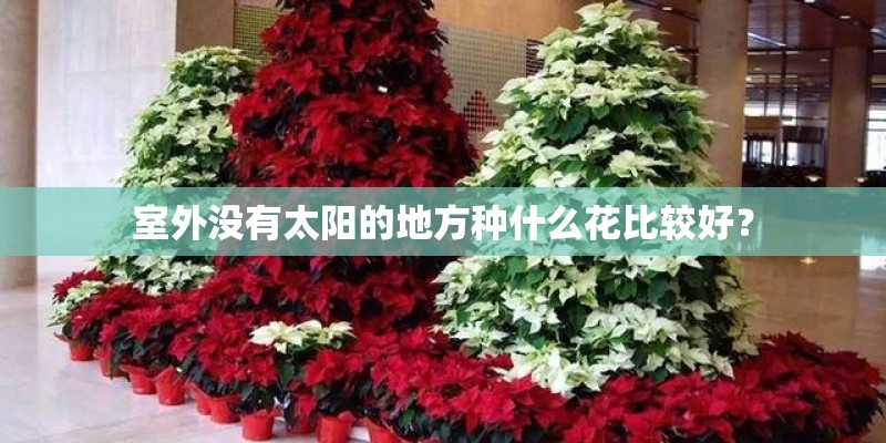 室外没有太阳的地方种什么花比较好？