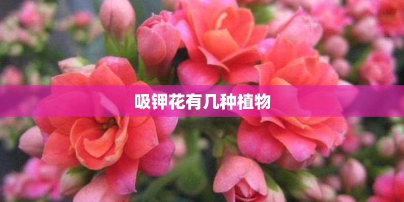 吸钾花有几种植物