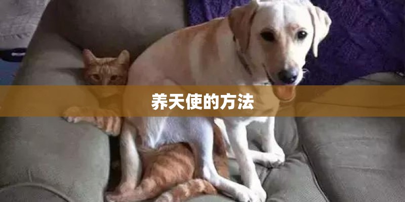 养天使的方法