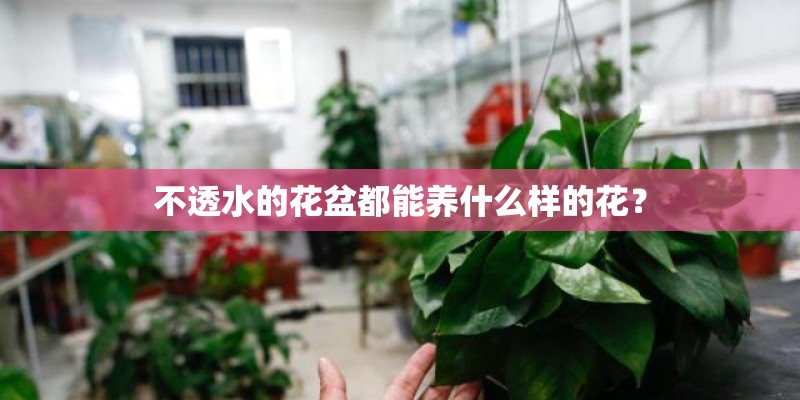 不透水的花盆都能养什么样的花？