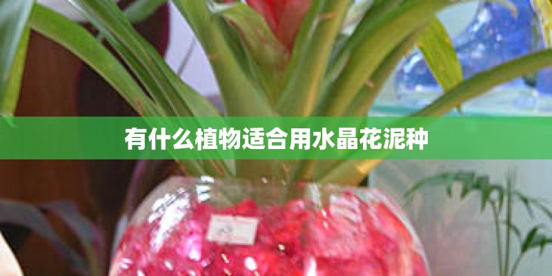 有什么植物适合用水晶花泥种