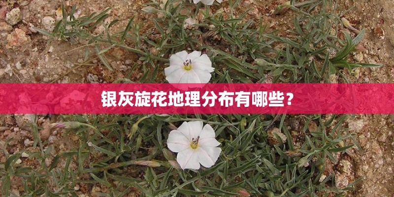 银灰旋花地理分布有哪些？
