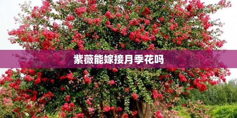 紫薇能嫁接月季花吗