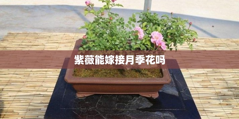 紫薇能嫁接月季花吗