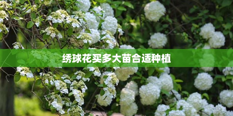 绣球花买多大苗合适种植