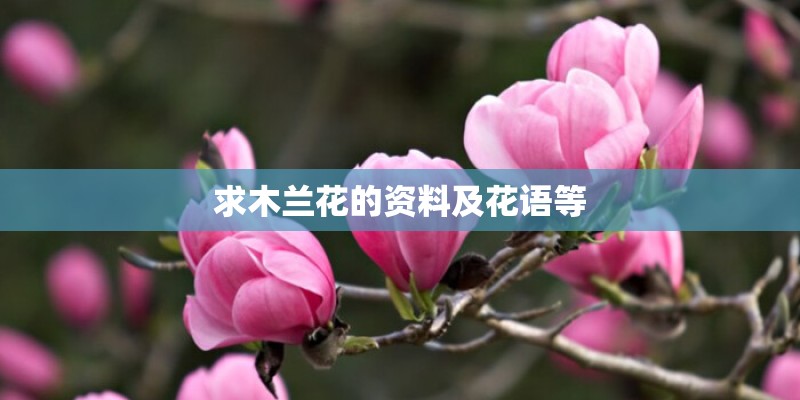 求木兰花的资料及花语等