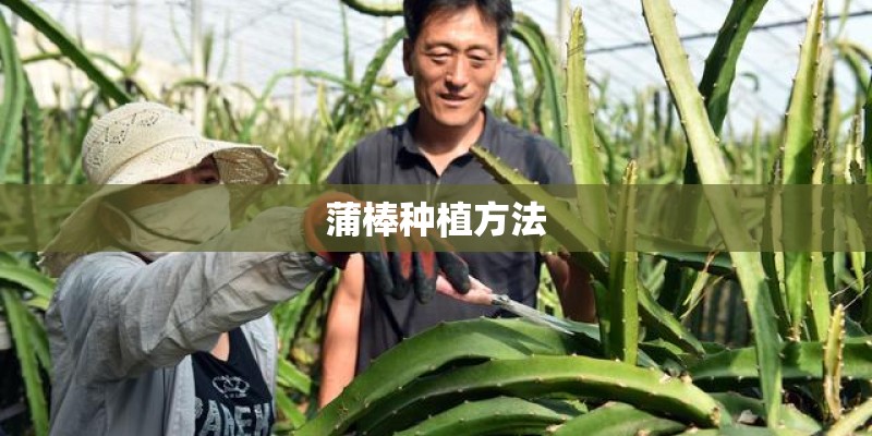 蒲棒种植方法