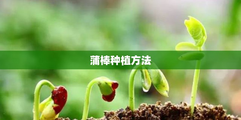 蒲棒种植方法