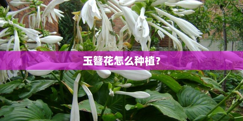 玉簪花怎么种植？