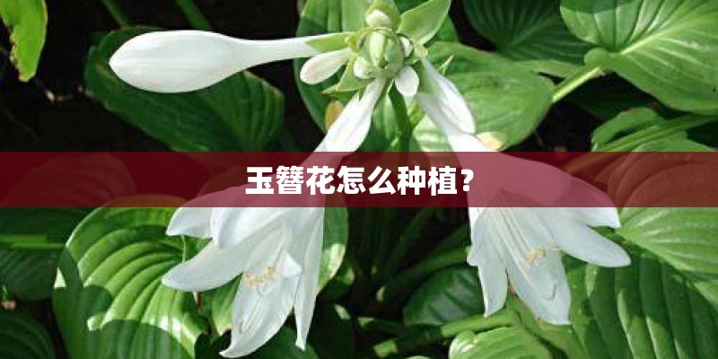 玉簪花怎么种植？