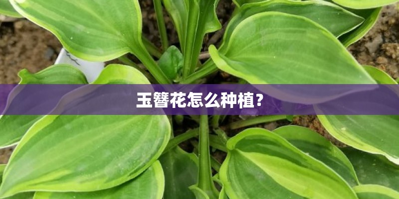 玉簪花怎么种植？
