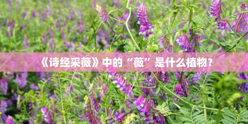 《诗经采薇》中的“薇”是什么植物？