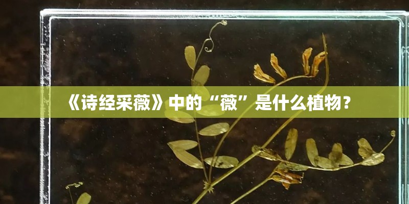 《诗经采薇》中的“薇”是什么植物？