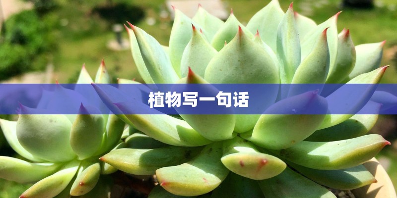 植物写一句话