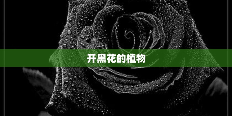 开黑花的植物