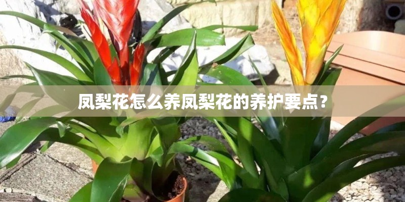 凤梨花怎么养凤梨花的养护要点？