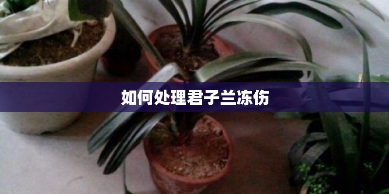 如何处理君子兰冻伤
