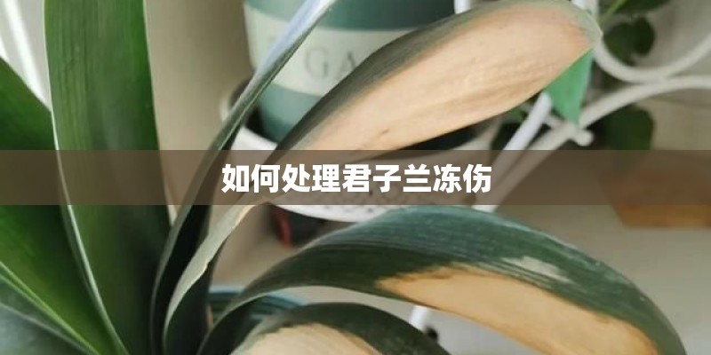 如何处理君子兰冻伤