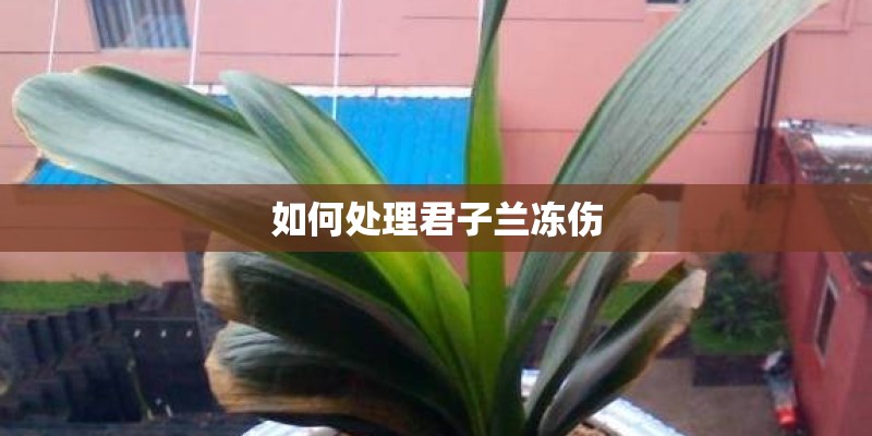 如何处理君子兰冻伤