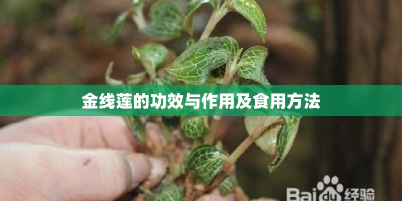 金线莲的功效与作用及食用方法