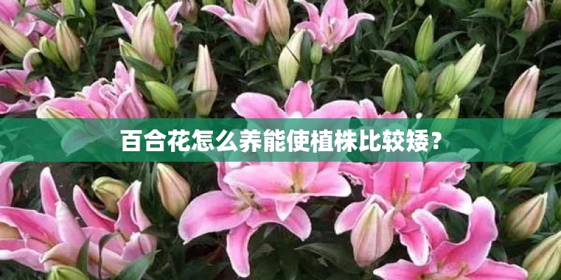 百合花怎么养能使植株比较矮？