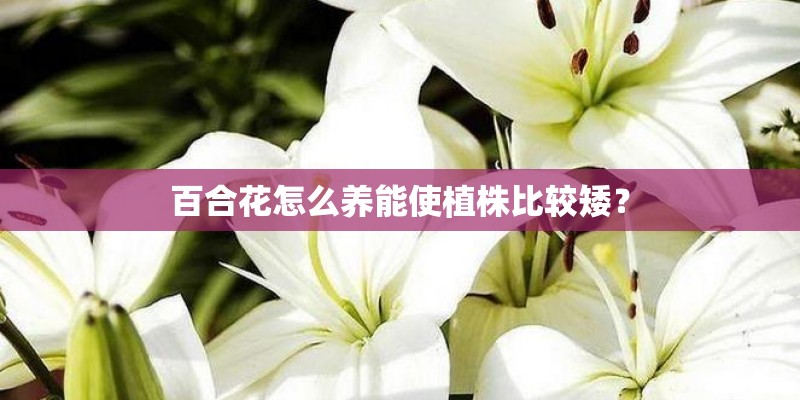 百合花怎么养能使植株比较矮？