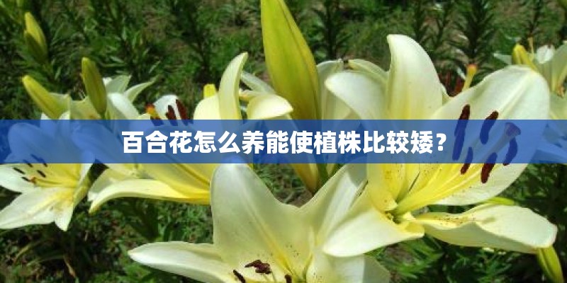 百合花怎么养能使植株比较矮？