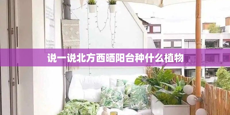 说一说北方西晒阳台种什么植物