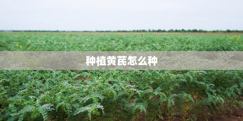 种植黄芪怎么种